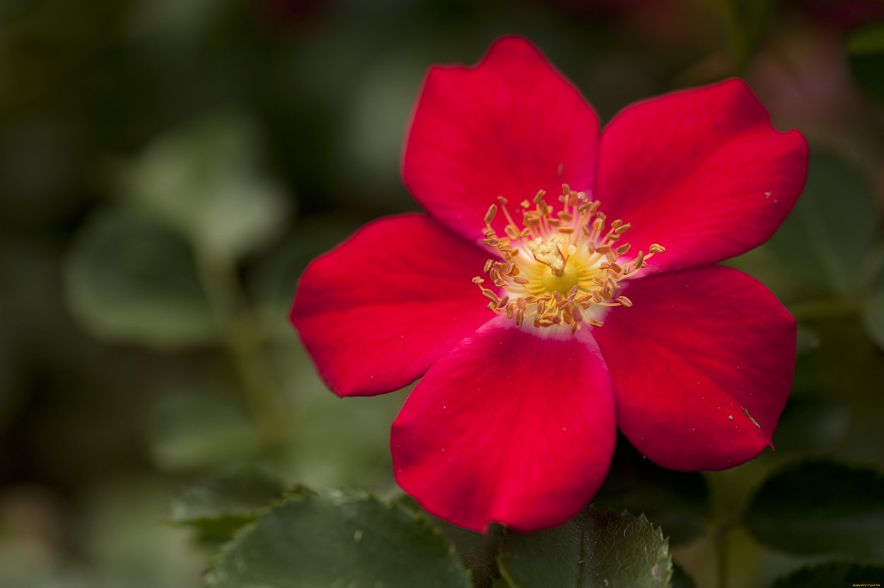 Хризантема лунный свет