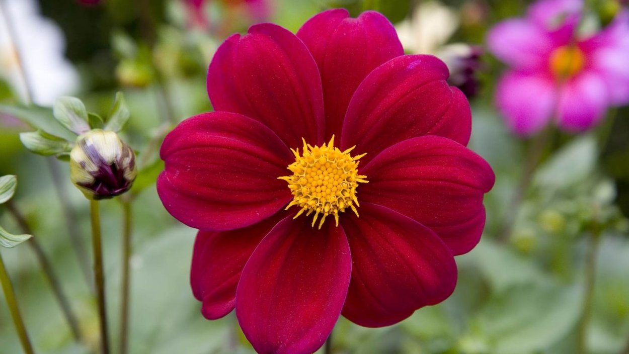 Фиолетовые цветы