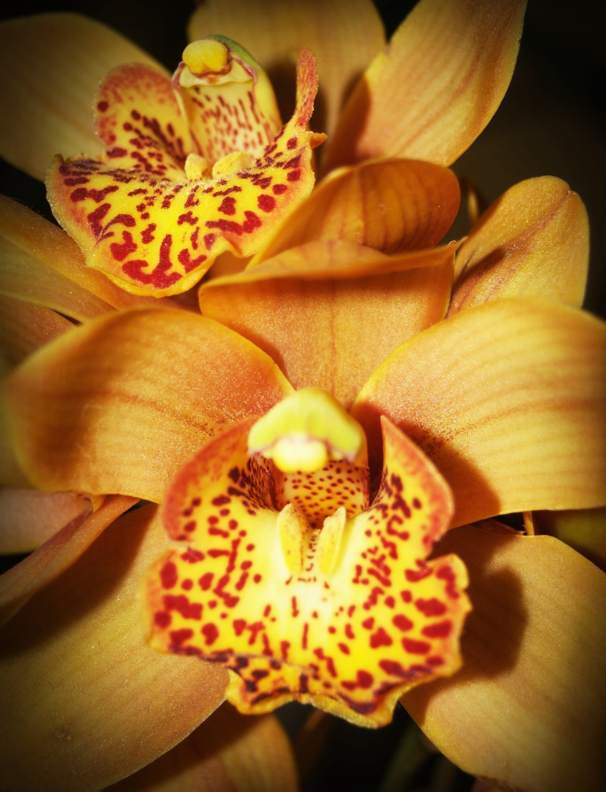 Фаленопсис Тропик Пикоти