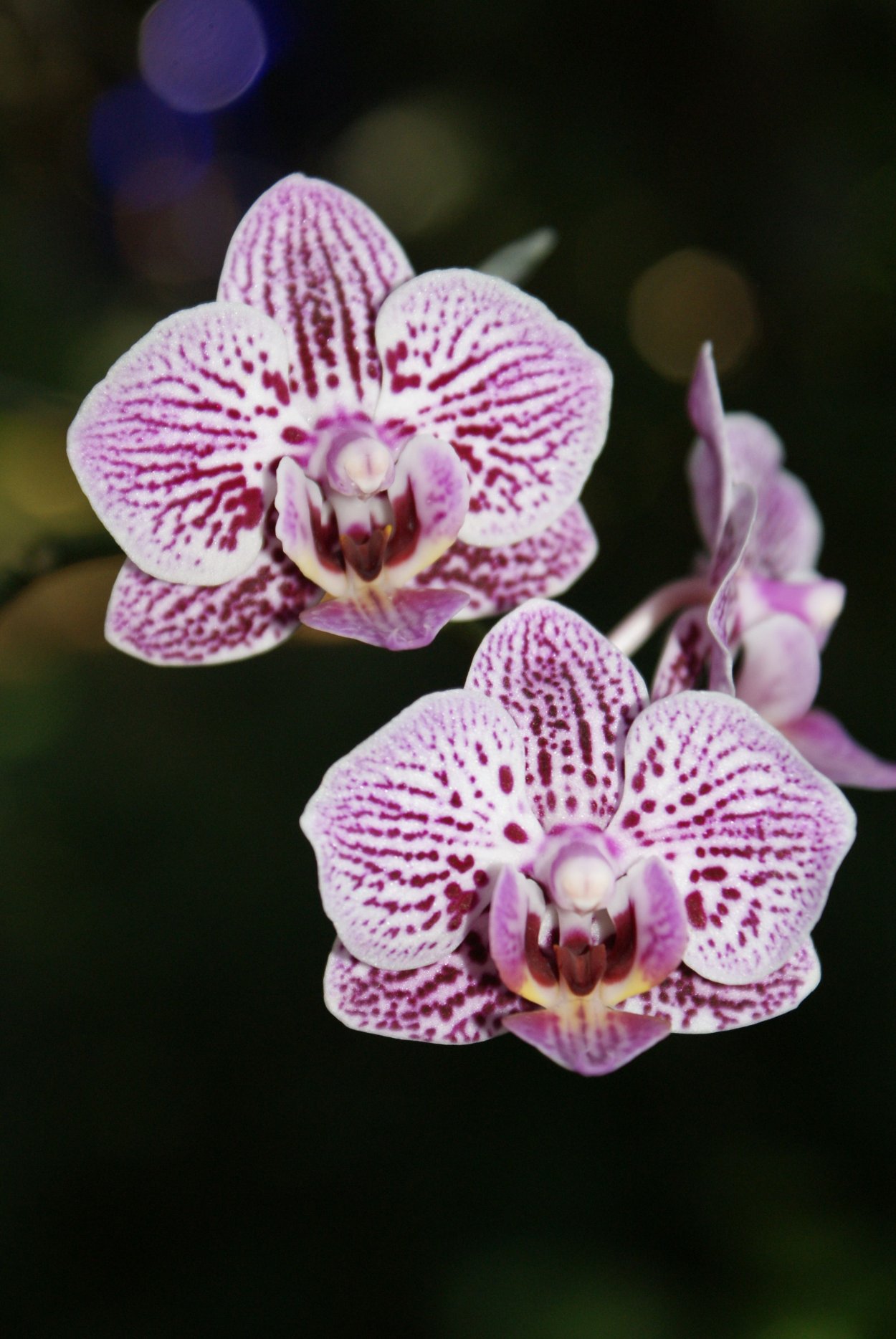 Фаленопсис Golden Leopard