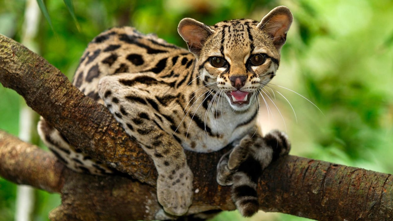 Длиннохвостая кошка Маргай