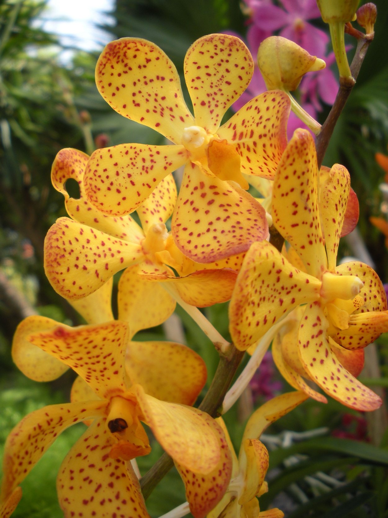 Орхидея «смеющийся Шмель» (Ophrys bombyliflora)