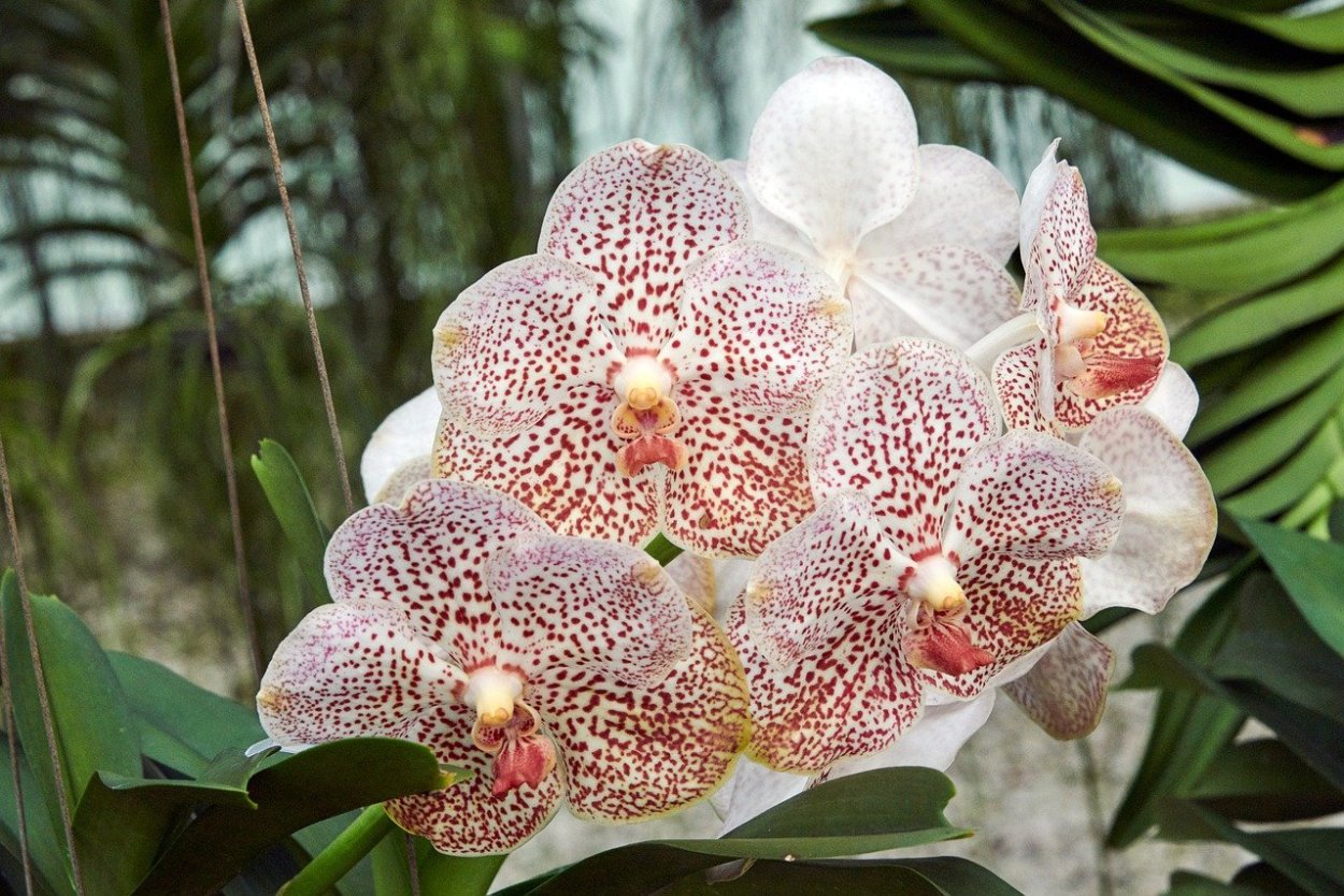 Фаленопсис Tropic Ocelot