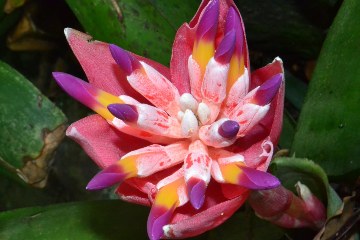 Орхидея из тропического леса