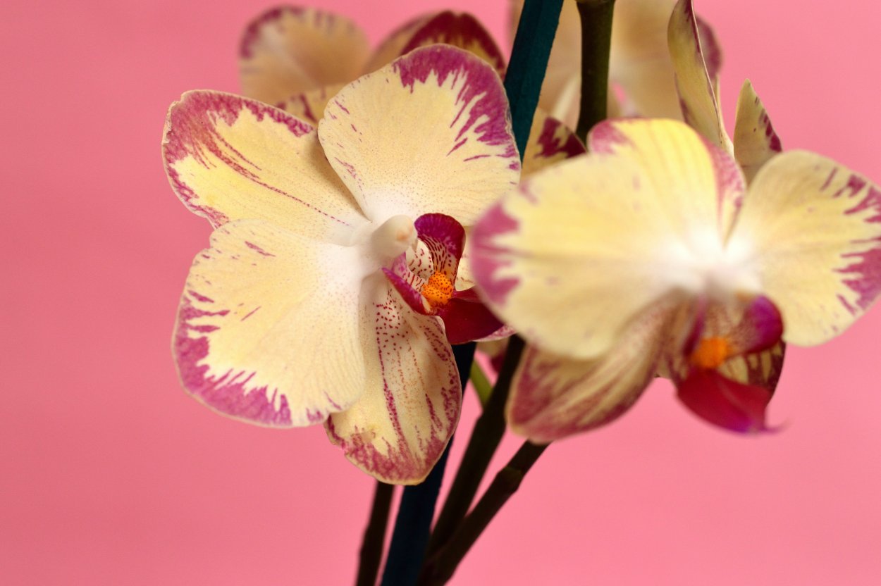 Орхидея Тропик Оцелот