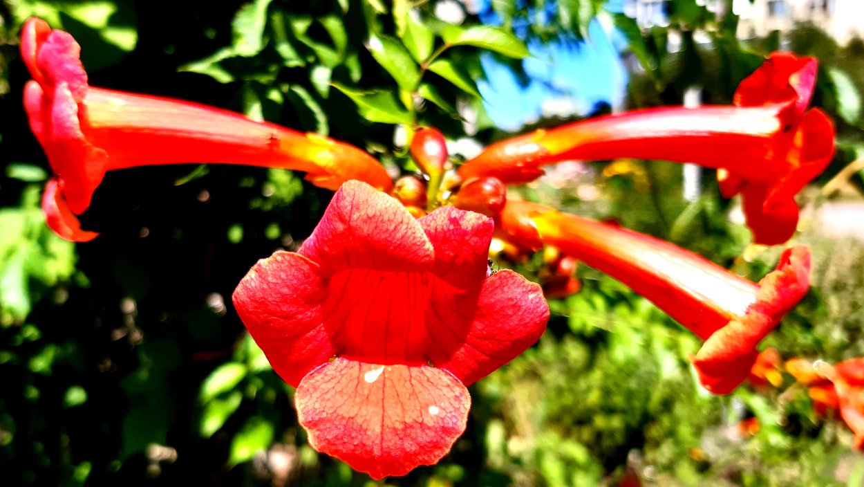 Campsis radicans (кампсис)