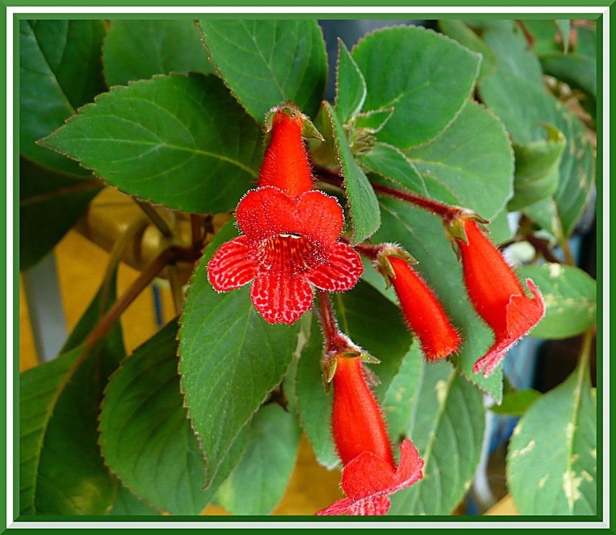 Лапагерия розовая