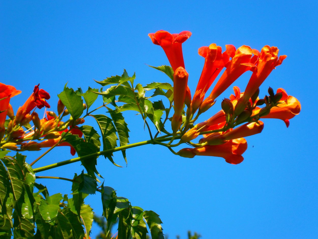 Кампсис, жимолость