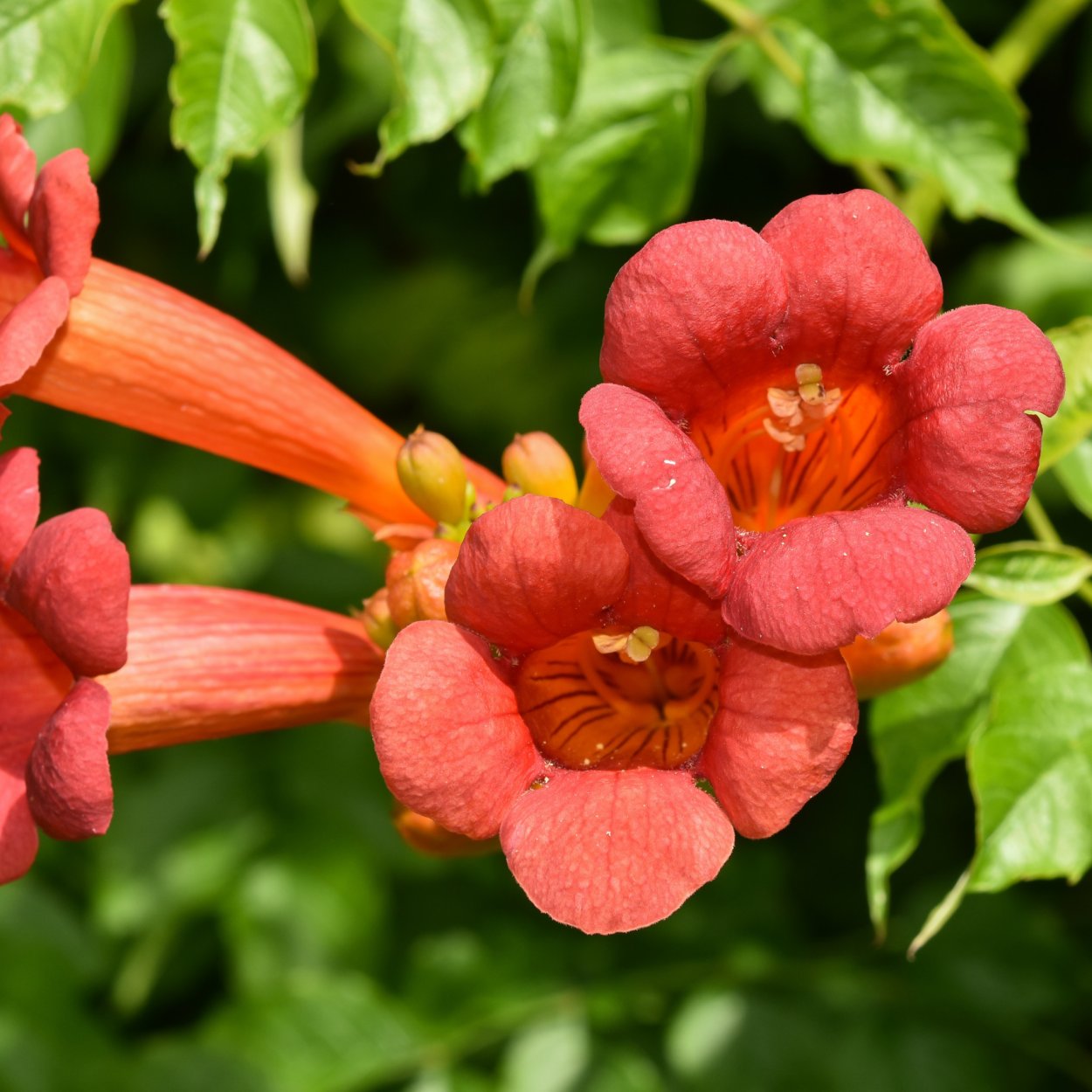 Кампсис Лиана