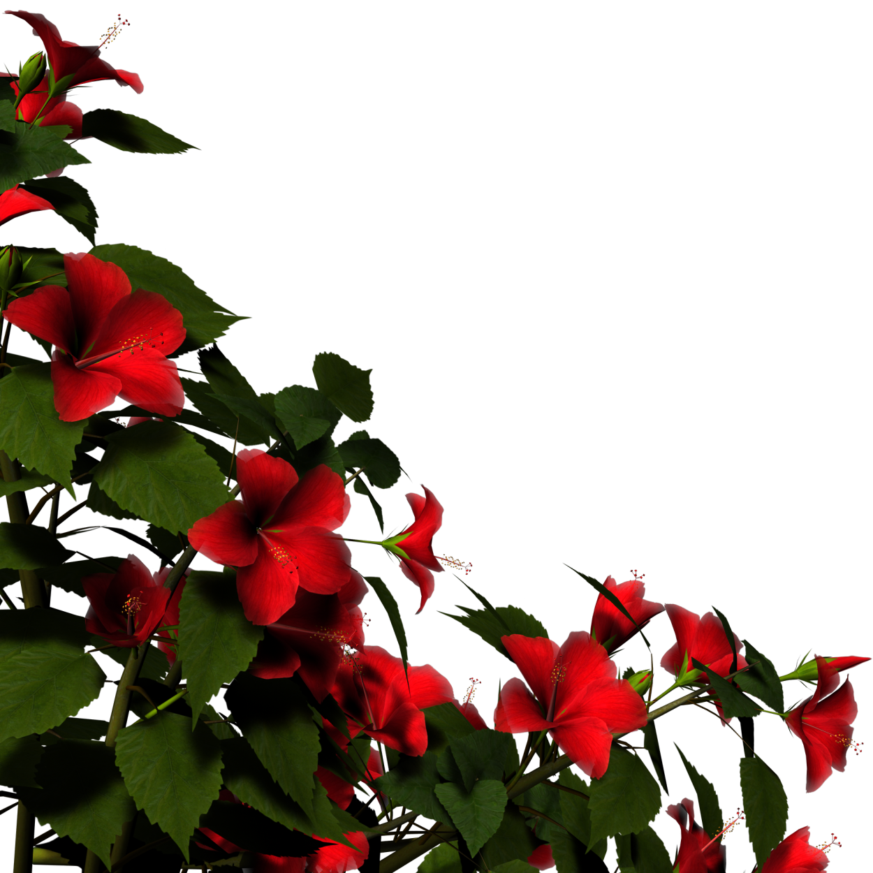 Вьюн ипомея