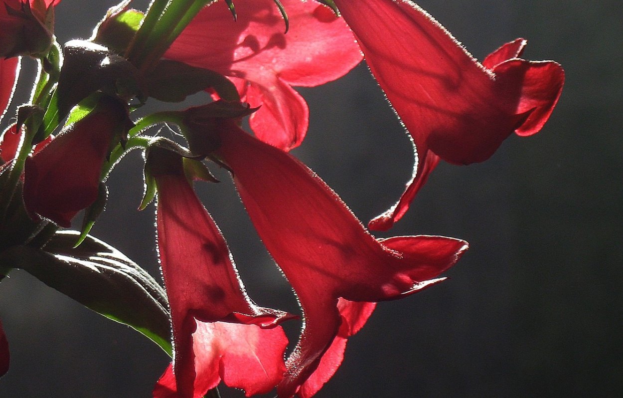 Глоксиния фиолетовая колокольчик