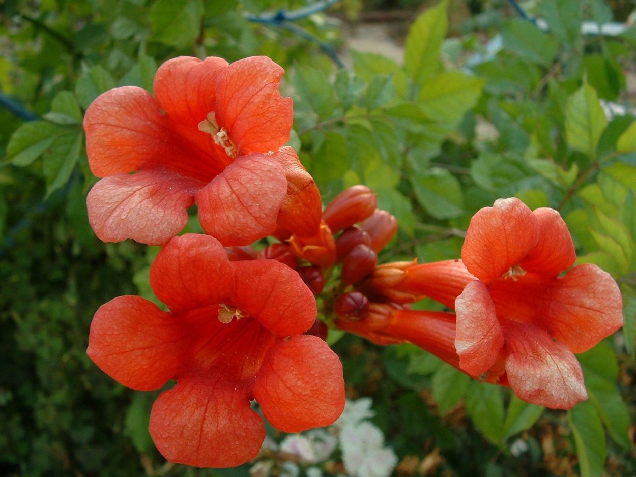 Колокольчик Королевский цветок