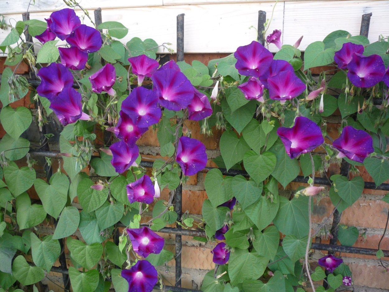 Бегония боливийская Триумф f1