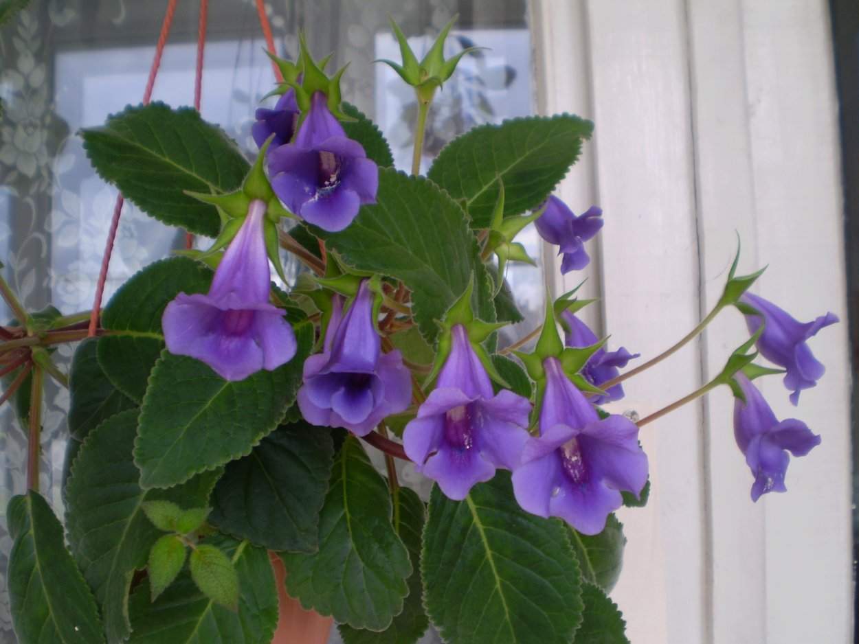 Кампсис укореняющийся