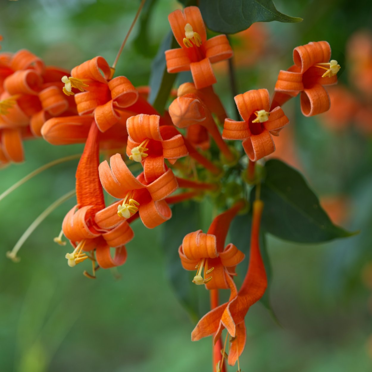 Бругмансия оранжевая