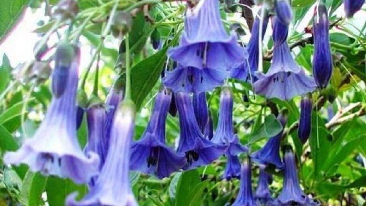 Видеть во сне колокольчиков