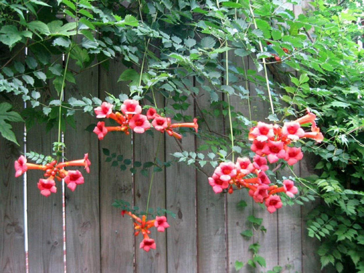 Лиана текома кампсис