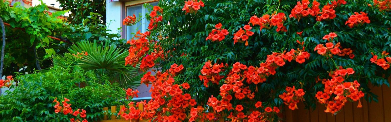 Лиана кампсис фламенко