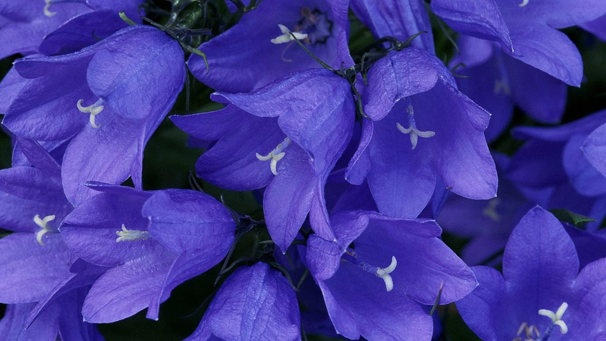 Кампсис Лиана