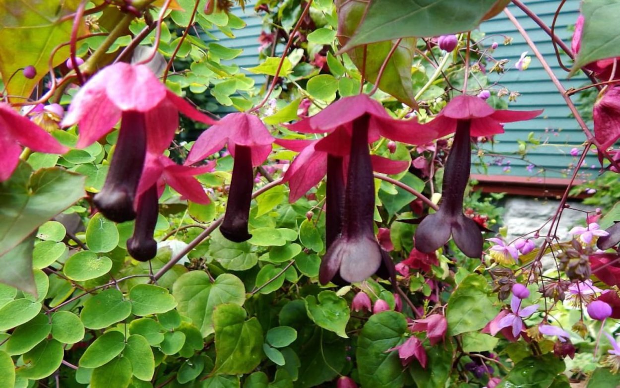 Вьющиеся цветы для фотошопа