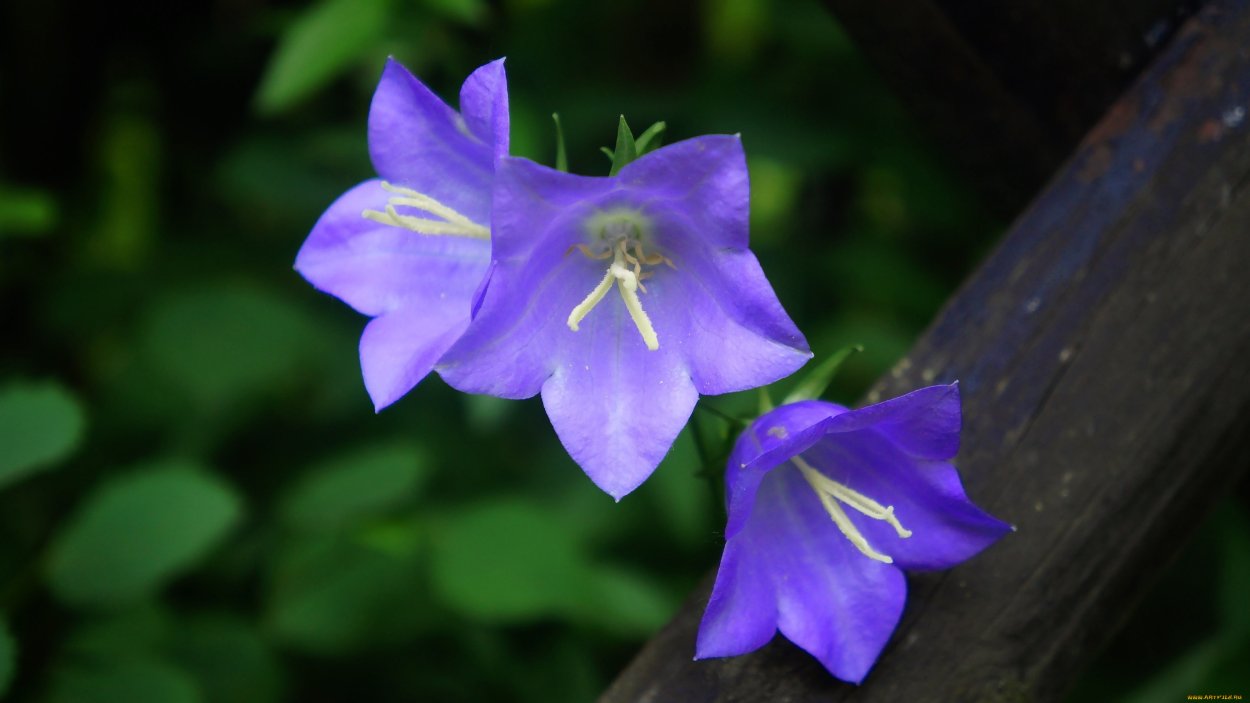 Клеродендрум Томпсона