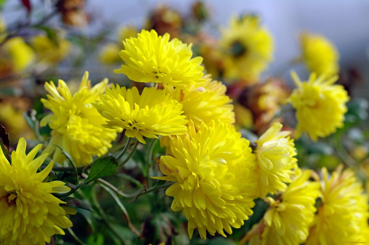 Осенние цветочки