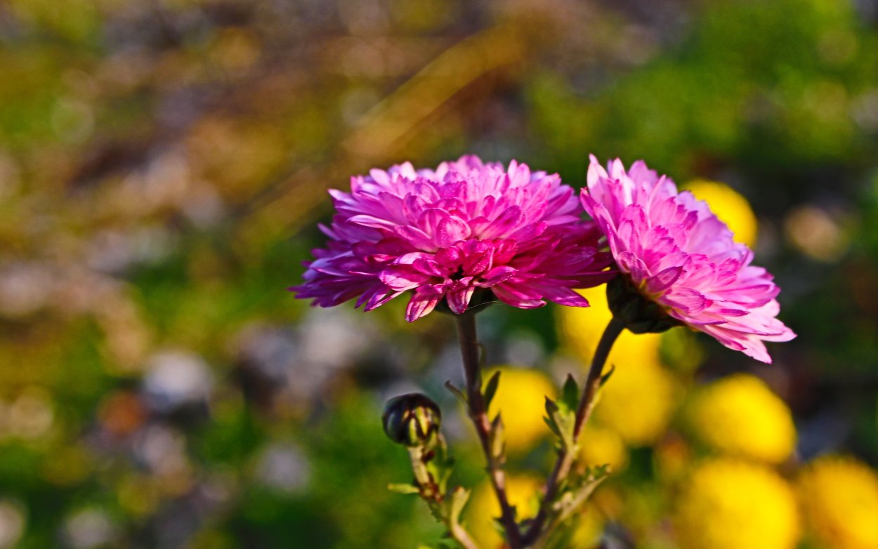 Осенние цветы в природе
