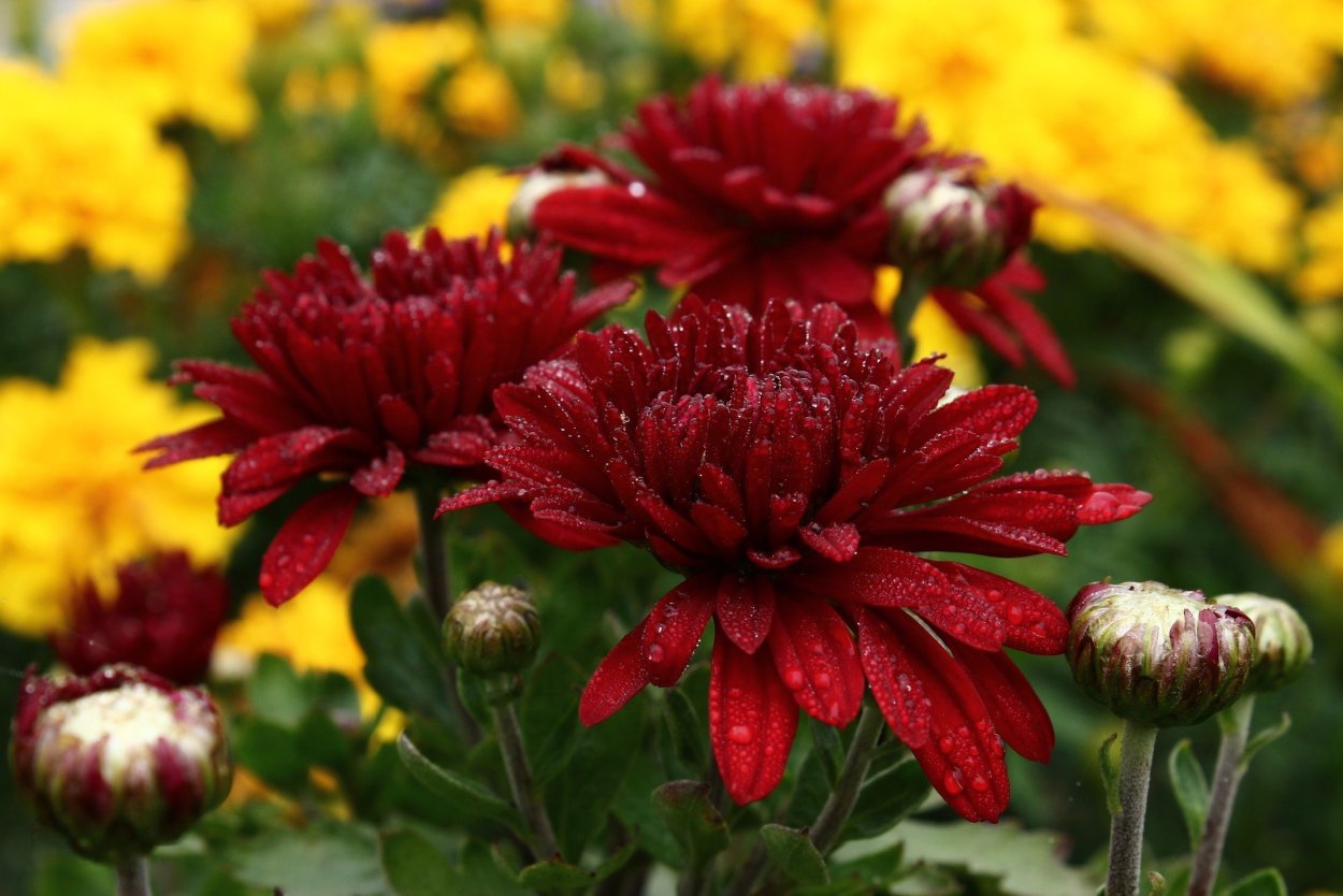 Цветы поздние хризантемы