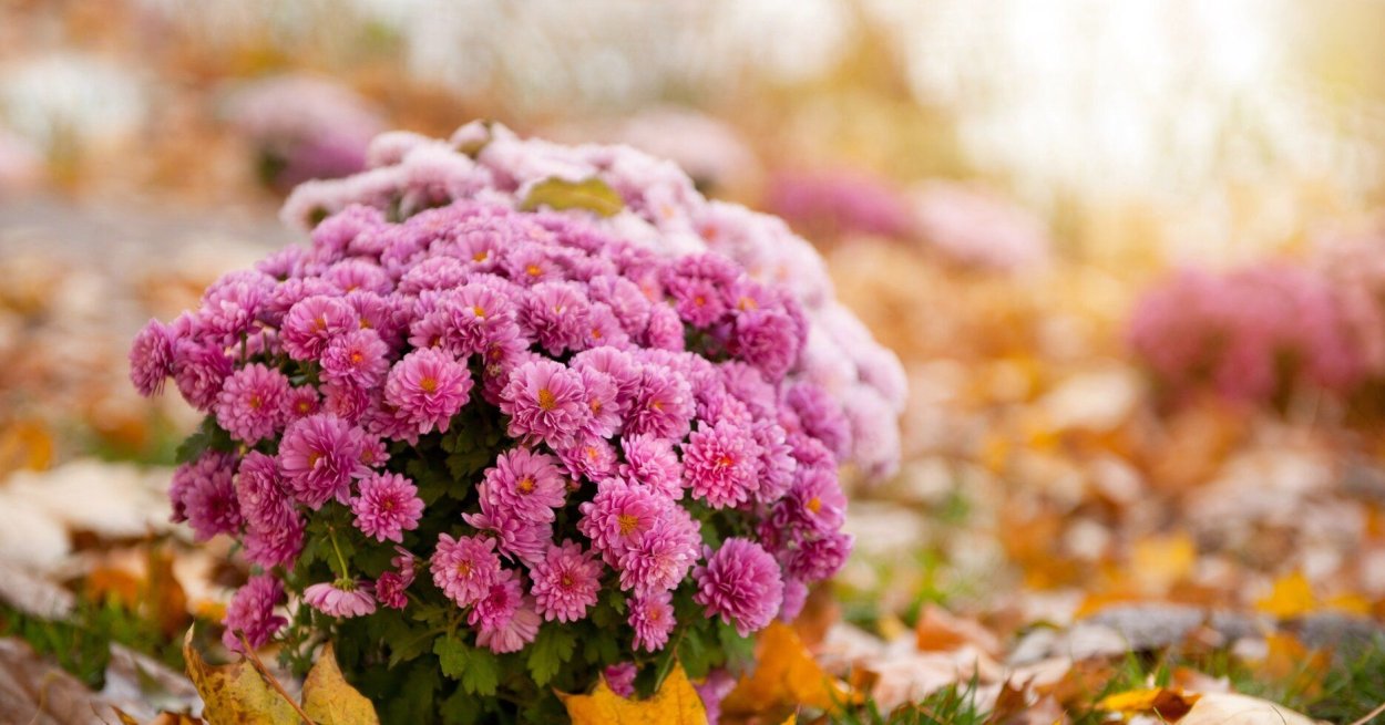 Осенние хризантемы
