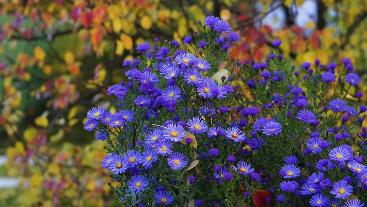 Август — астры, август — звезды, август — грозди