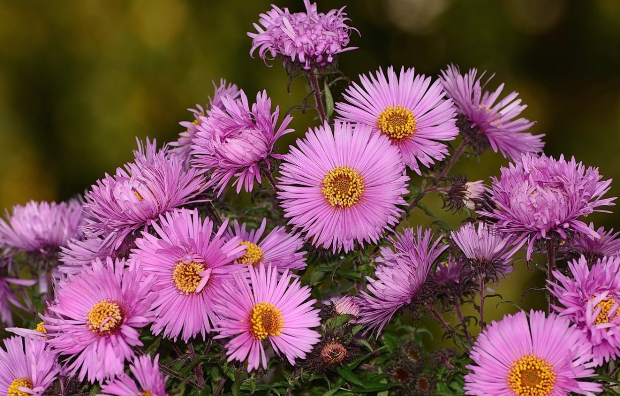 Осенние цветы астры хризантемы