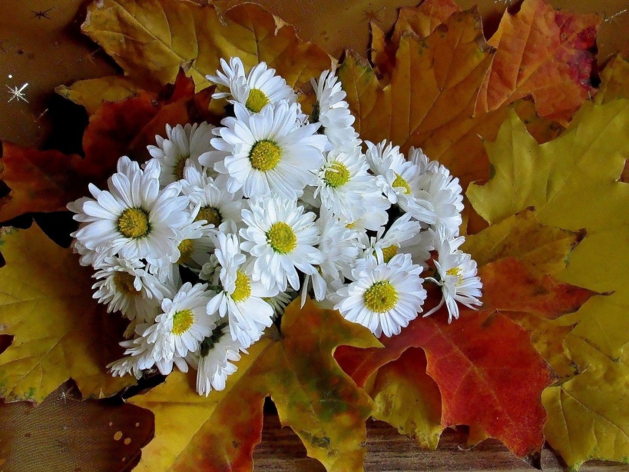 Цветы осенью