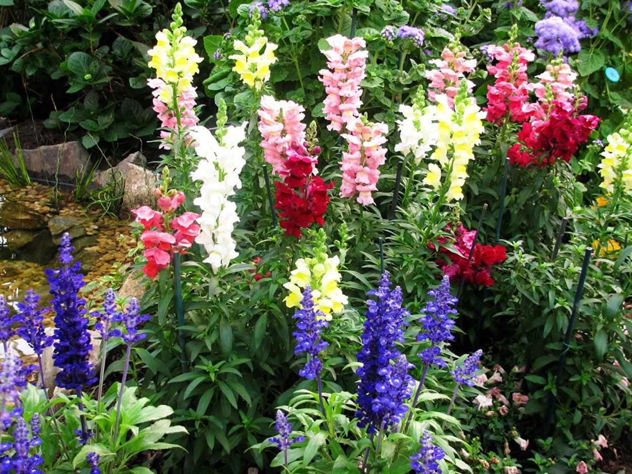 Высокие однолетние растения