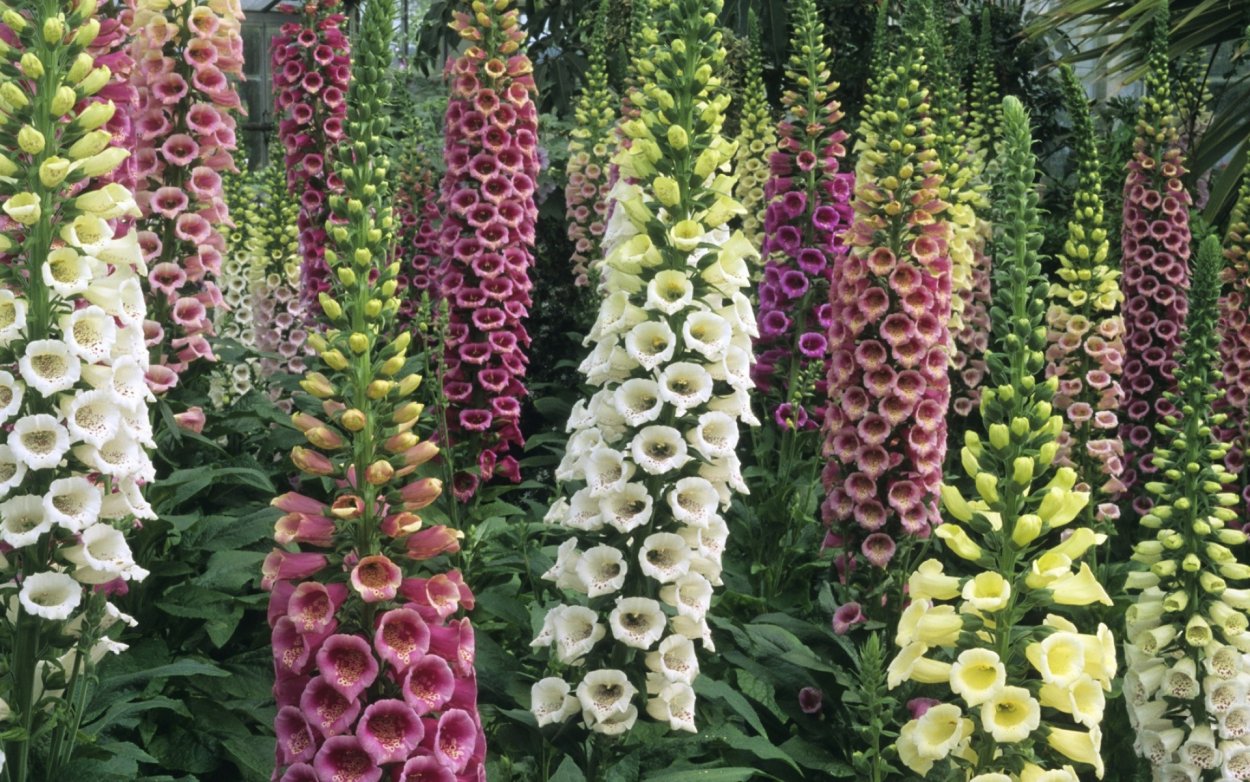 Глициния Вистерия Лиана