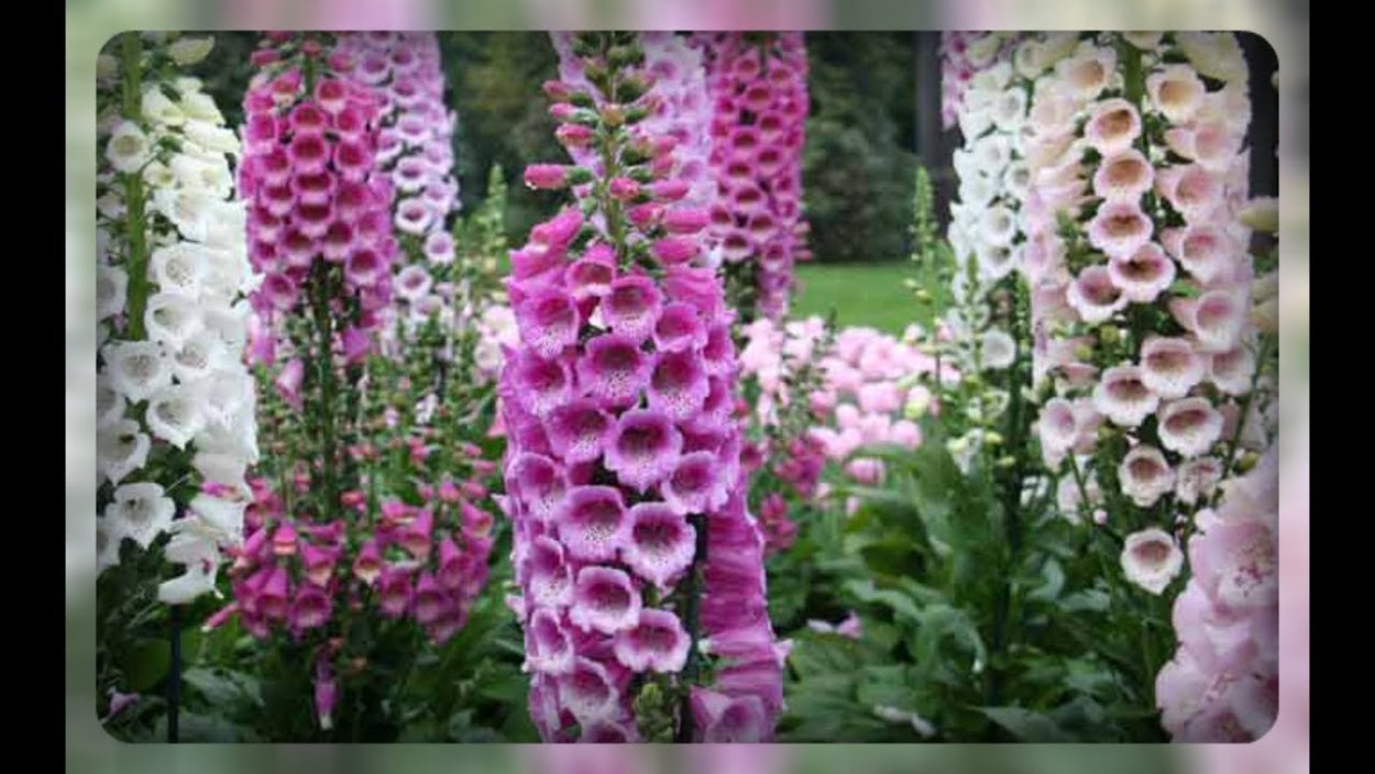 Наперстянка Глоксиниецветная