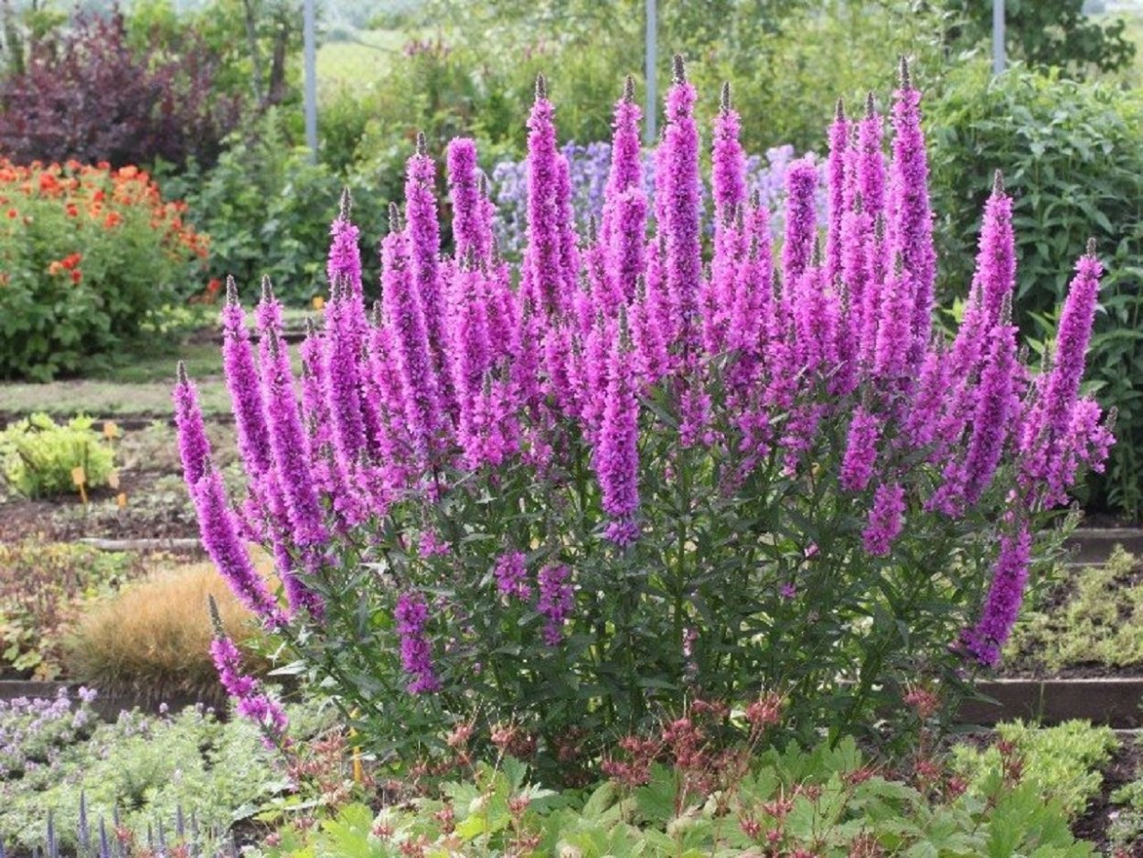 Сидальцея Кэнди герл