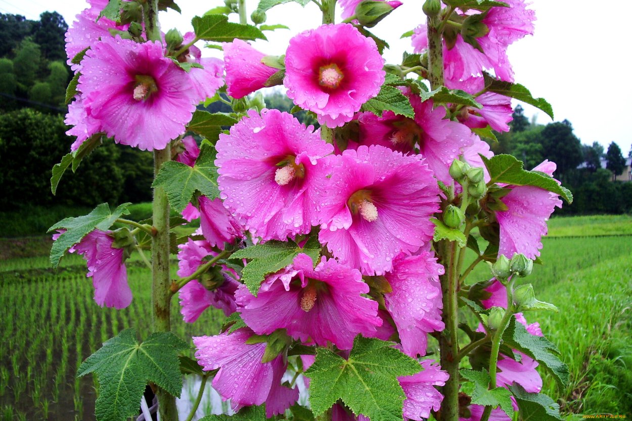 Вечноцветущий миксбордер