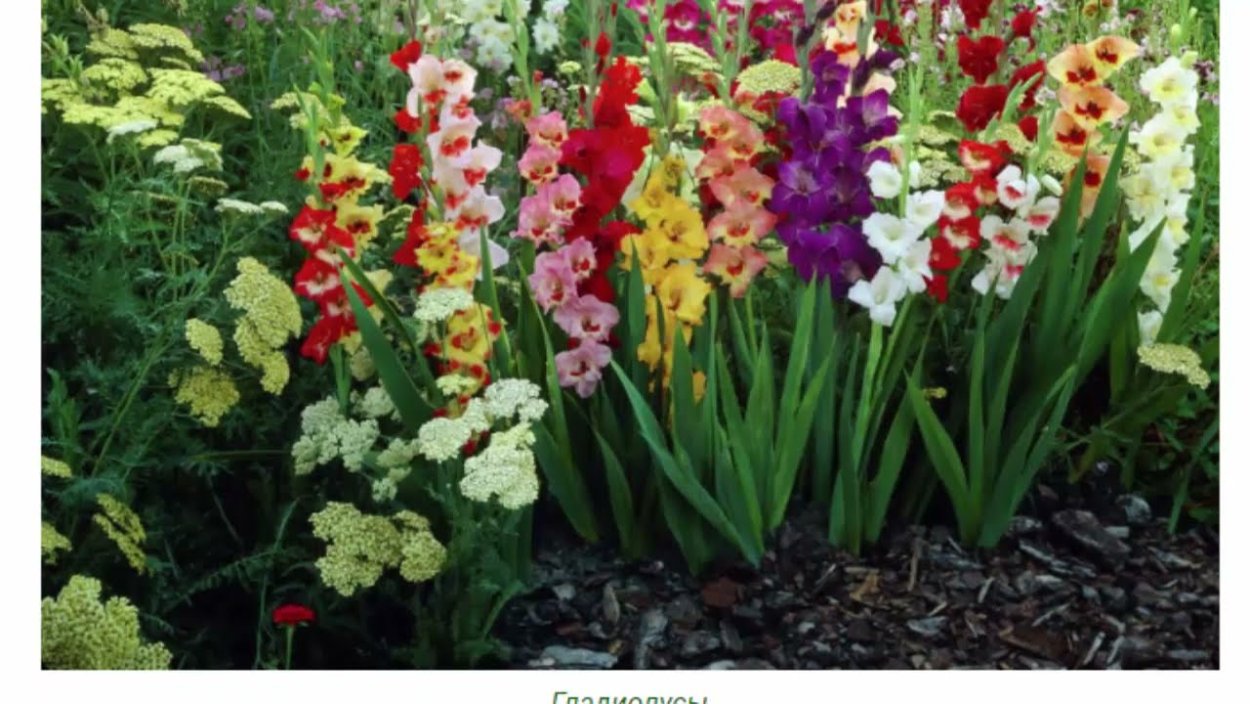 Львиный зев цветок однолетник