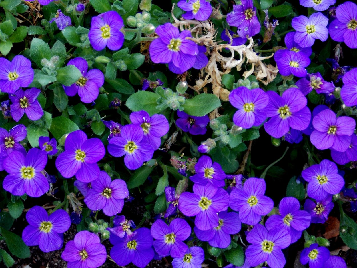 Почвопокровное растение с голубыми фиолетовыми цветочками