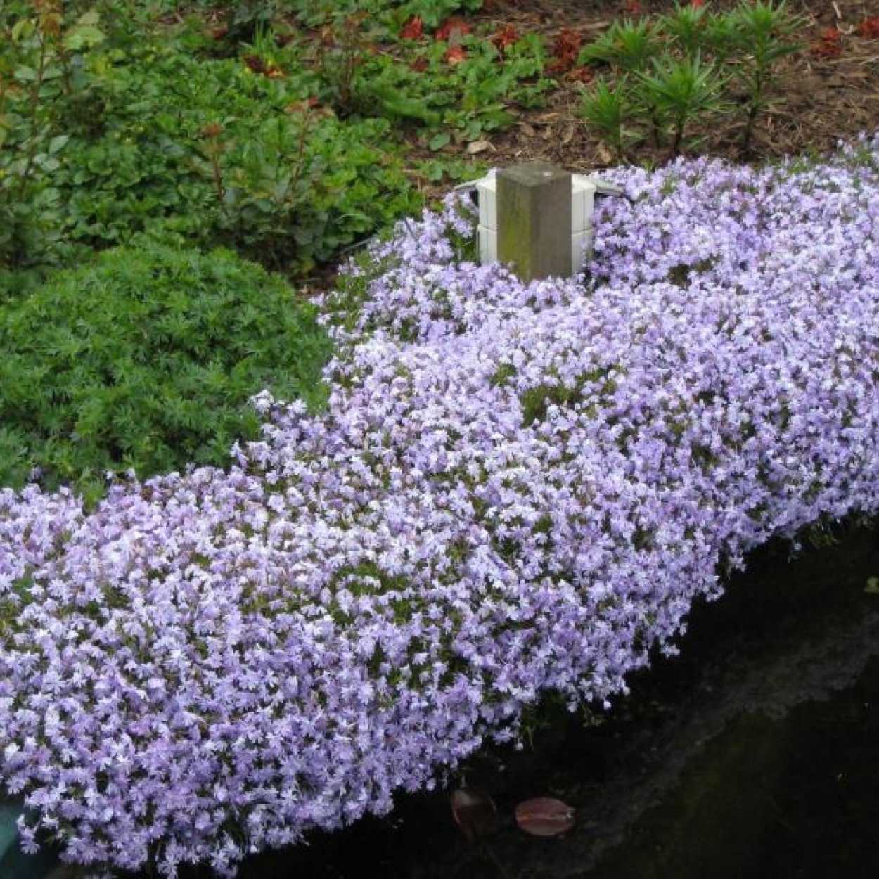 Флокс шиловидный (Phlox subulata) 'Emerald Cushion Blue'