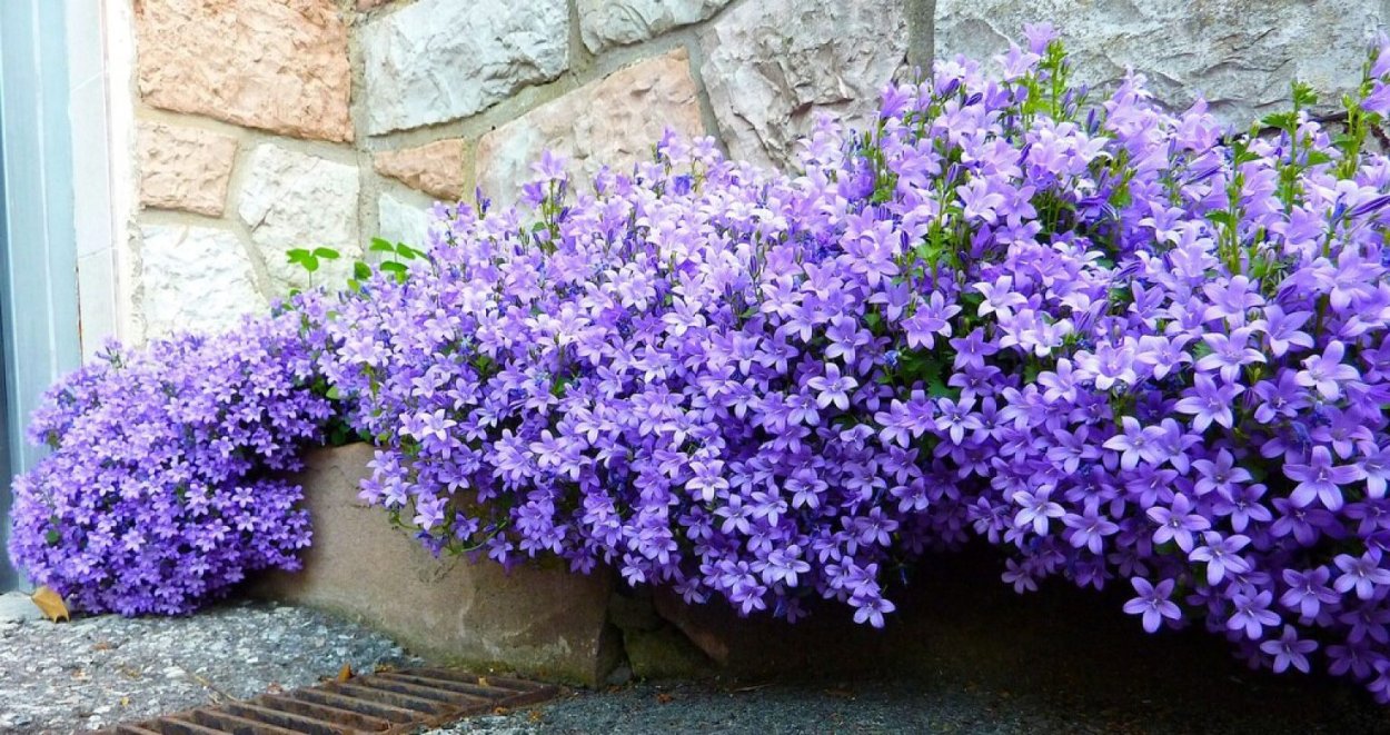 Кампанула Портеншлага синяя