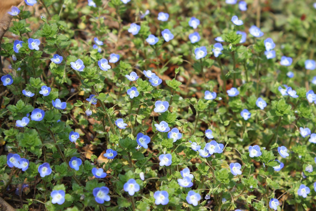 Незабудка почвопокровник