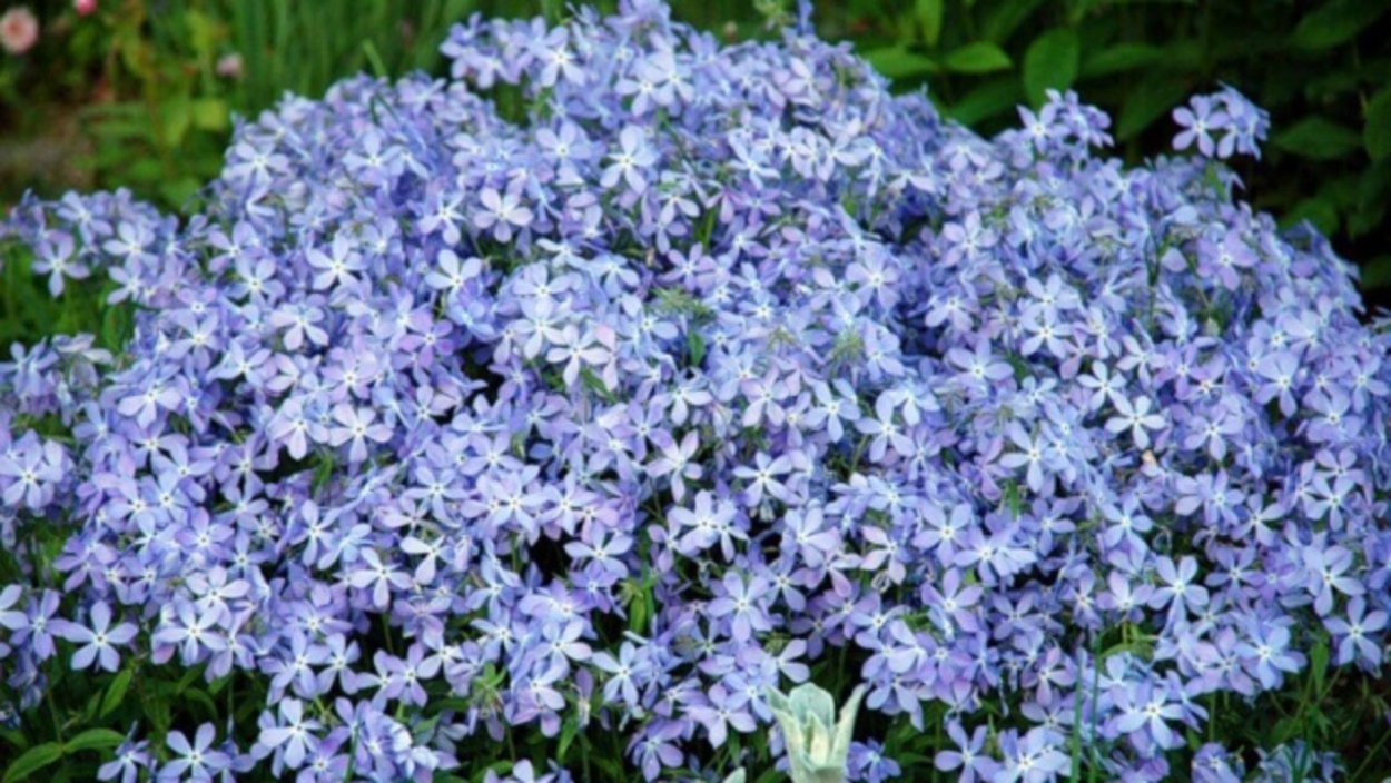 Флокс низкорослый многолетний шиловидный