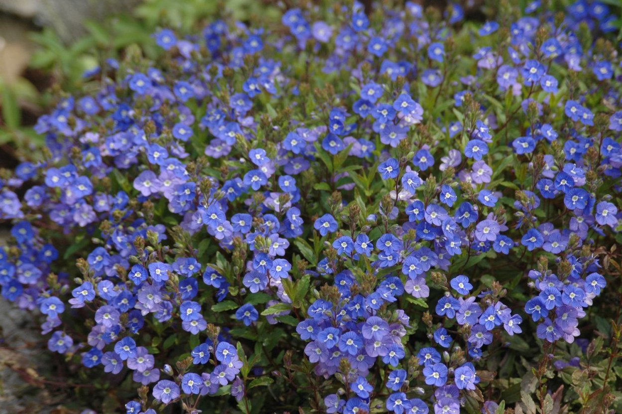 Трава Вероника ползучая