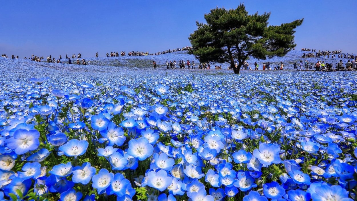 Голубые немофилы цветы