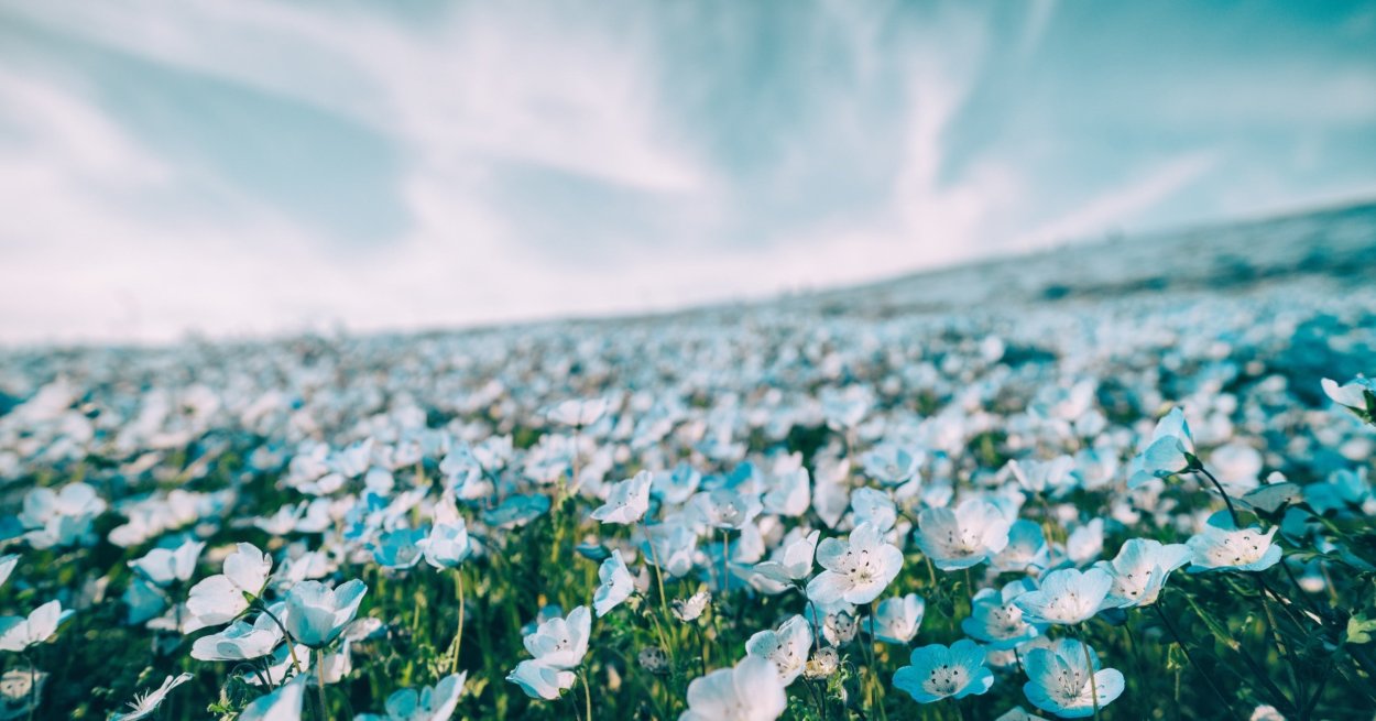 Немофила группа японская