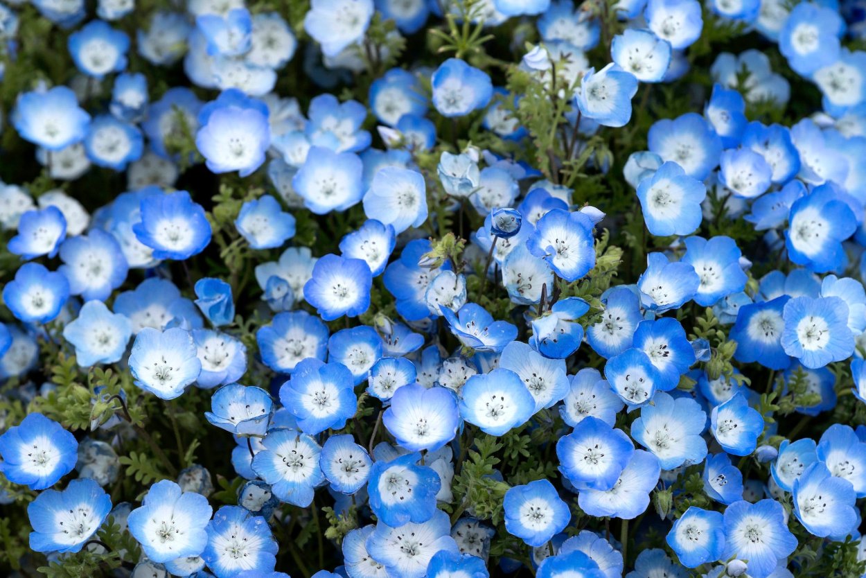 Хитачи парк Япония немофилы