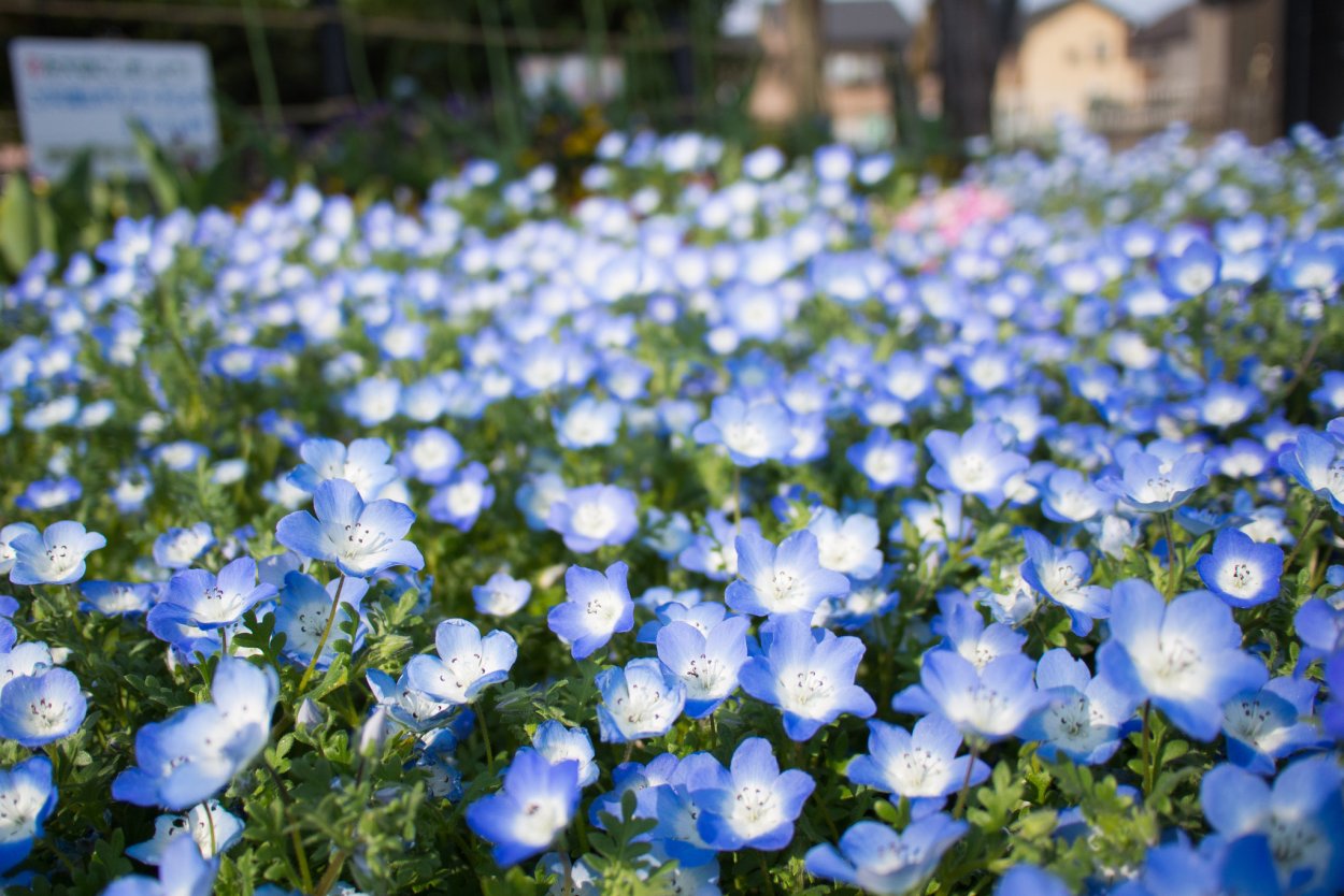 Голубая немофила в парке Хитачи, Япония