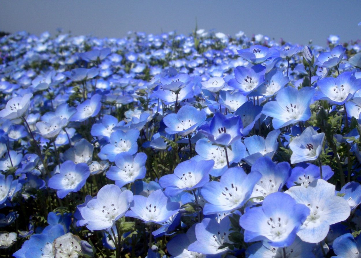 Парк Хитачи немофила