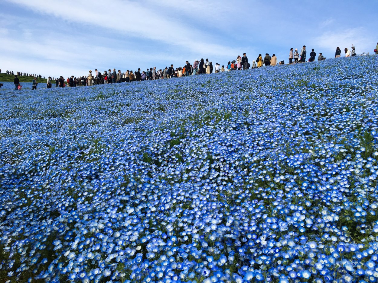 Парк Хитачи немофила